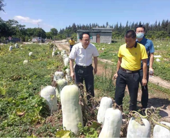 省供销社党委书记、理事会主任雷雨帮助农户销售冬瓜